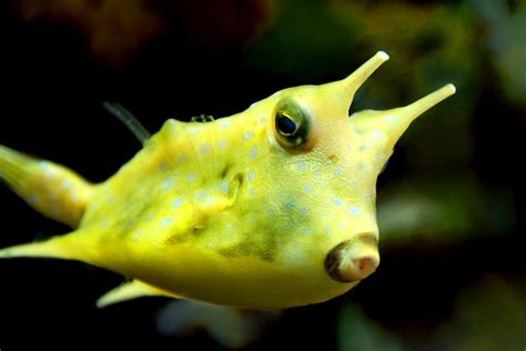 Cowfish .
